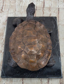 Limited Edition Bronze Tortoise Turtle Life Size Sculpture