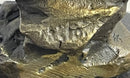 Landing Eagle Bronze Sculpture Signed Marble Base 7" x 9"