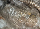 Bronze Sculpture Large Chicken Rooster Farm Animal Marble