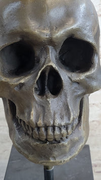 Hot Cast Bronze Skull Skeleton Metal Bust on Marble Base Milo